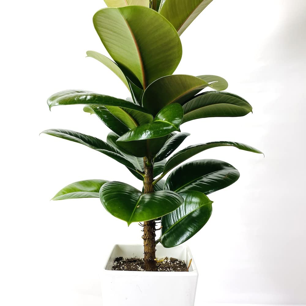 Amazon｜観葉植物 ゴムの木 フィカス・ロブスター 苗木 鉢植え インド